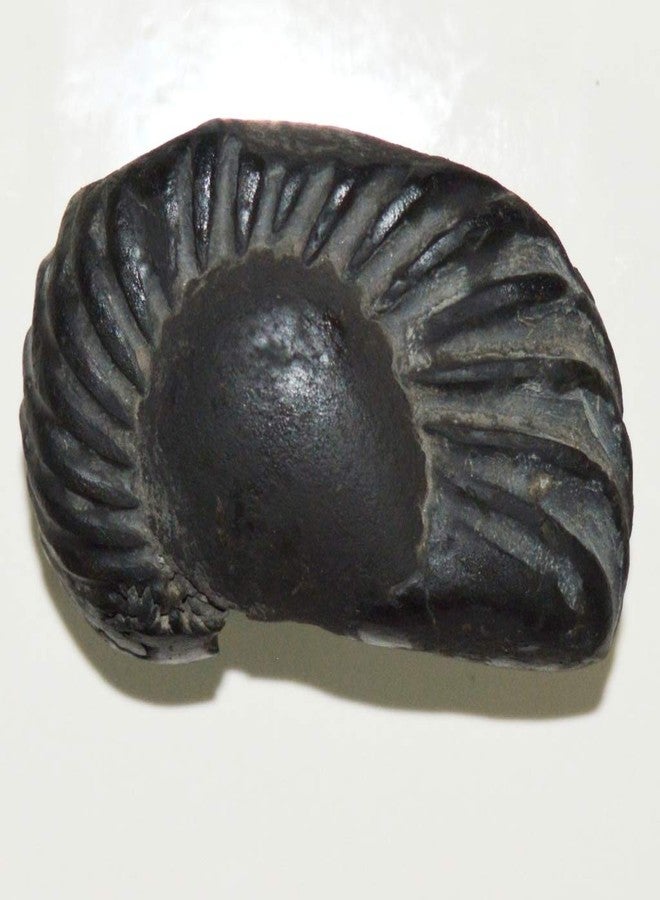 غلوبال العالمية الأصلية Hiranyagarbha Shaligram Shila Origin Gandaki River نيبال أيدول لورد فيشنو، تولسي بوجا - Image 2